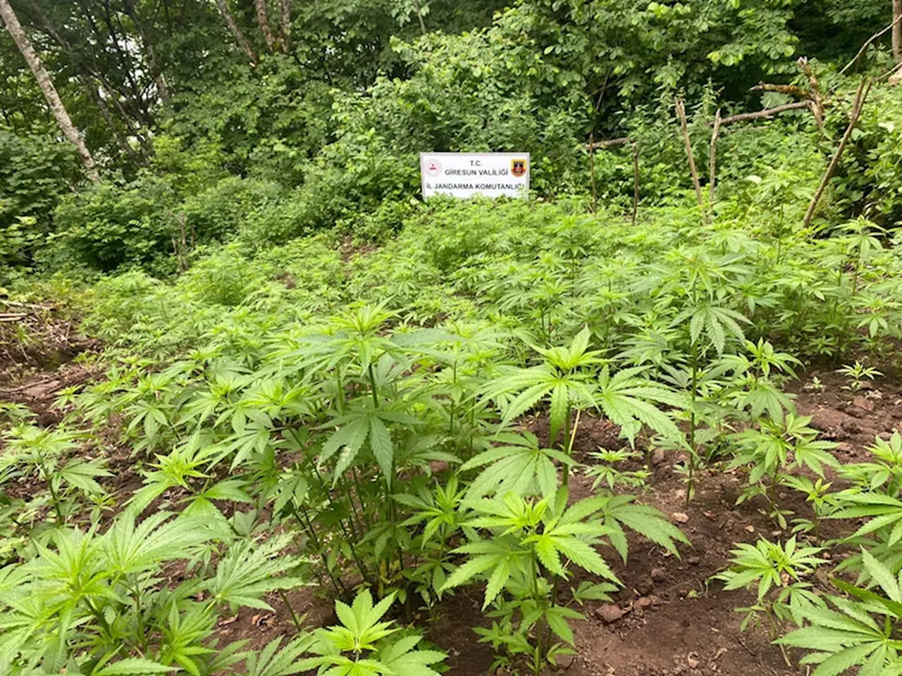 Giresun'da ormanlık alana kenevir eken 3 zanlıdan 2'si tutuklandı