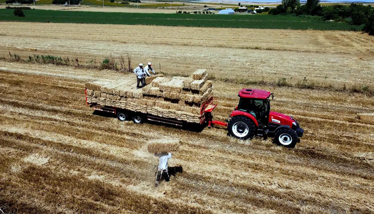 Hasadın tamamlandığı tarlalarda, kavurucu sıcakta 'balya' mesaisi 