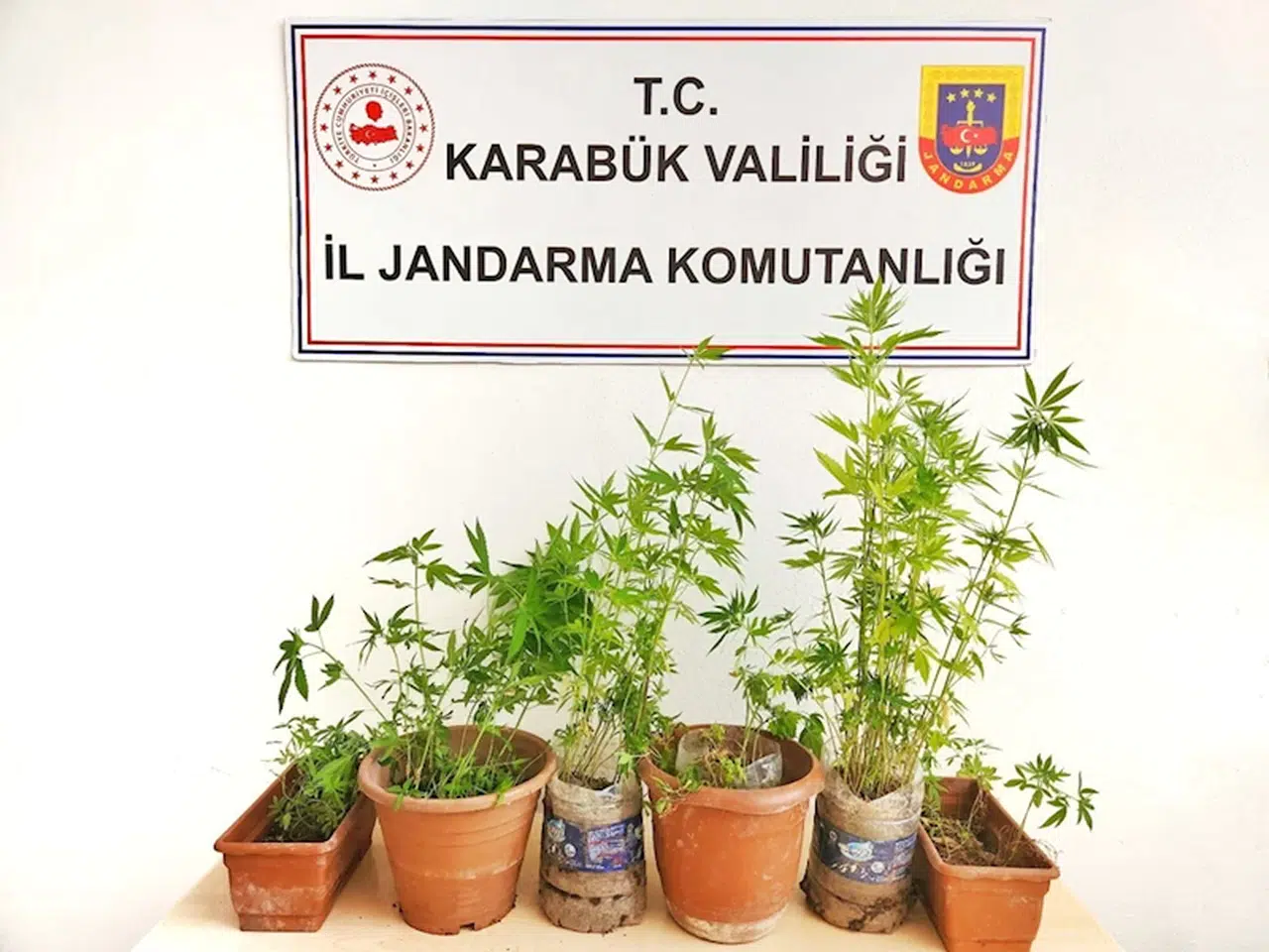 Karabük'te ormanlık alana kenevir ektiği iddia edilen şüpheli tutuklandı