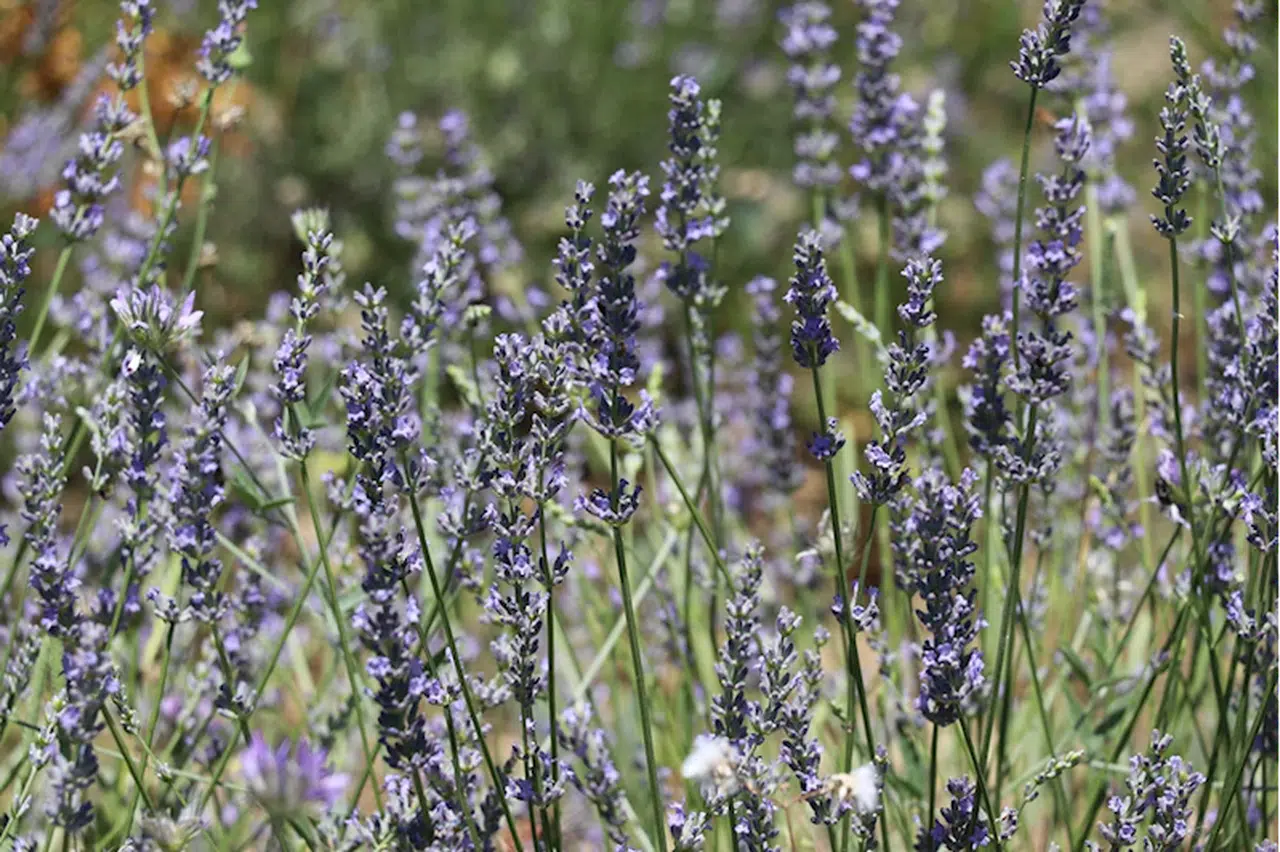 Karabük ve Sakarya'da çiçek açan lavanta bahçeleri ziyaretçilerini ağırlıyor