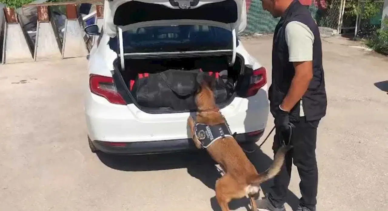 Malatya'da 44 kilo skunk ele geçti; 3 gözaltı