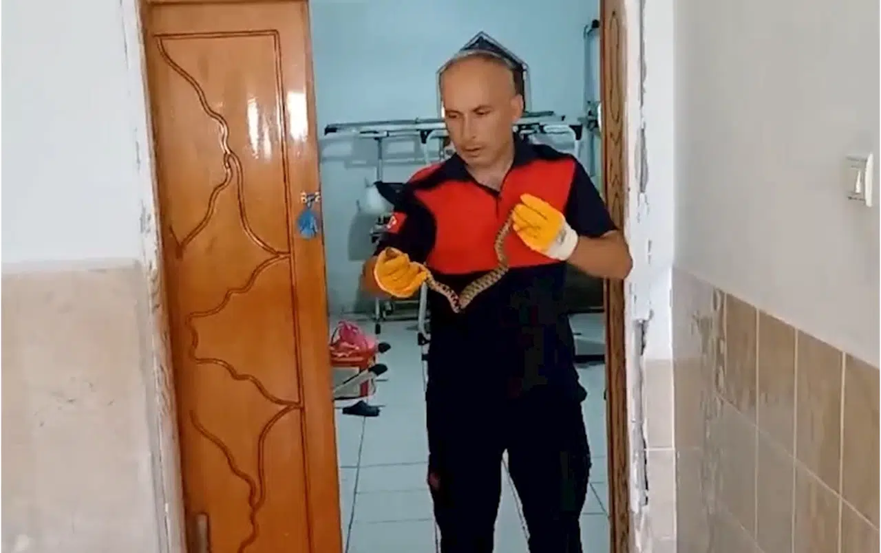 Çorum'da Kur'an kursu binasına giren yılan itfaiye ekiplerince çıkarıldı