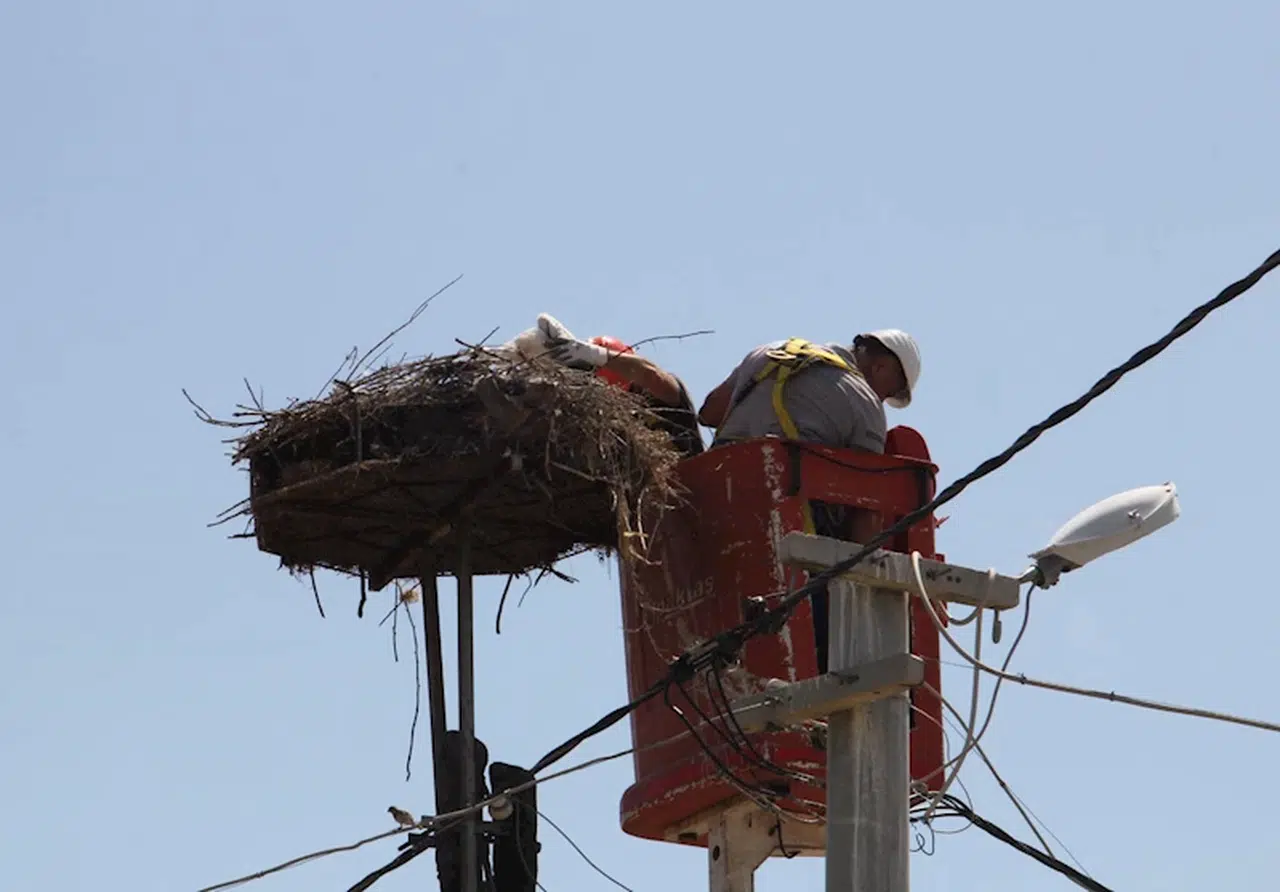 Trakya'da leylek yuvalarına bakım