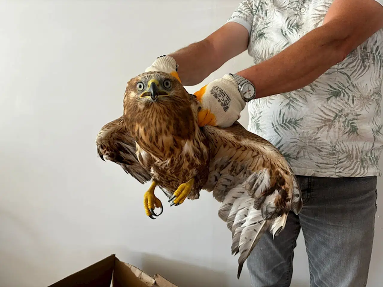 Çorum'da doğada yaralı bulunan kızıl şahin koruma altına alındı