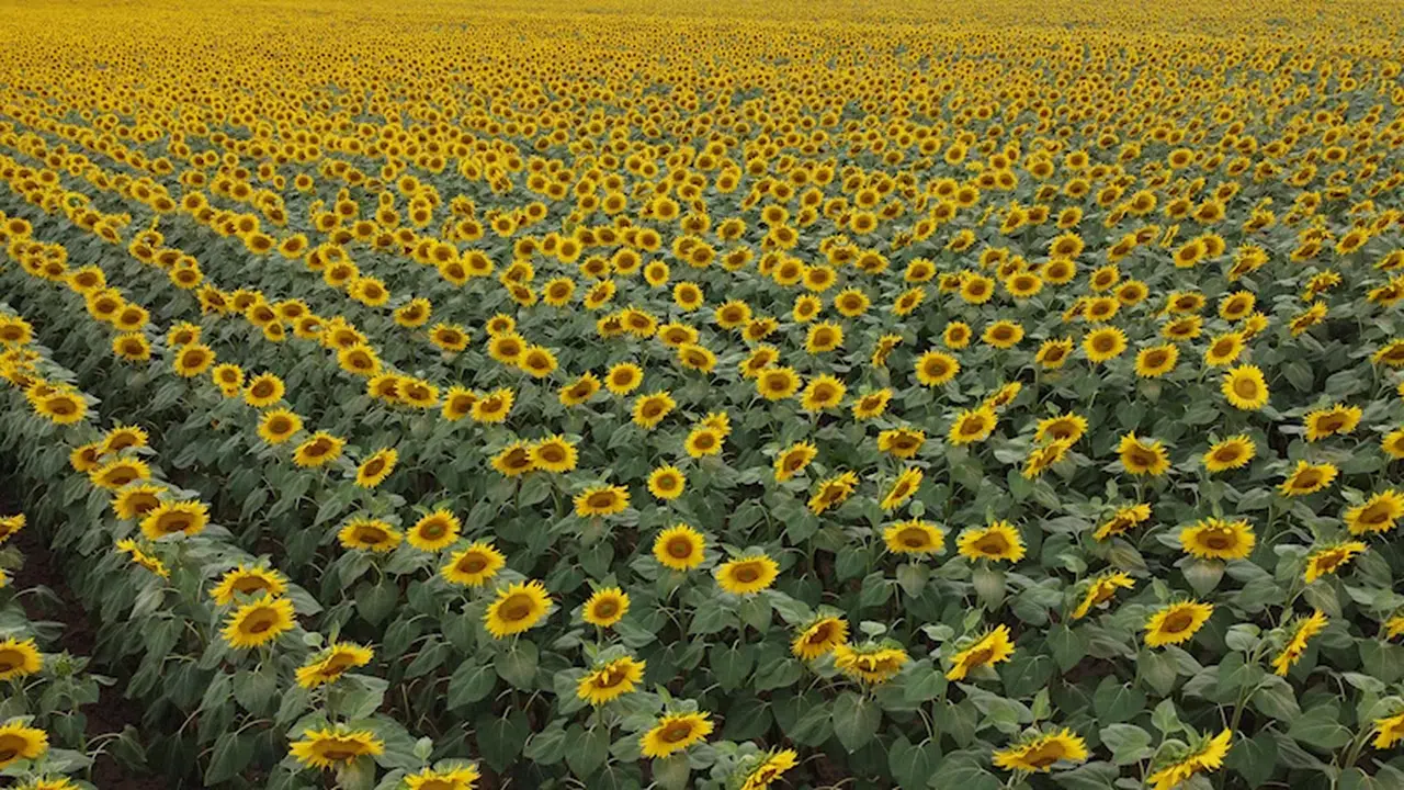 Trakya'nın 'sarı gelini' sıcaklık stresini şimdilik yendi, çekirge tehlikesiyle karşı karşıya