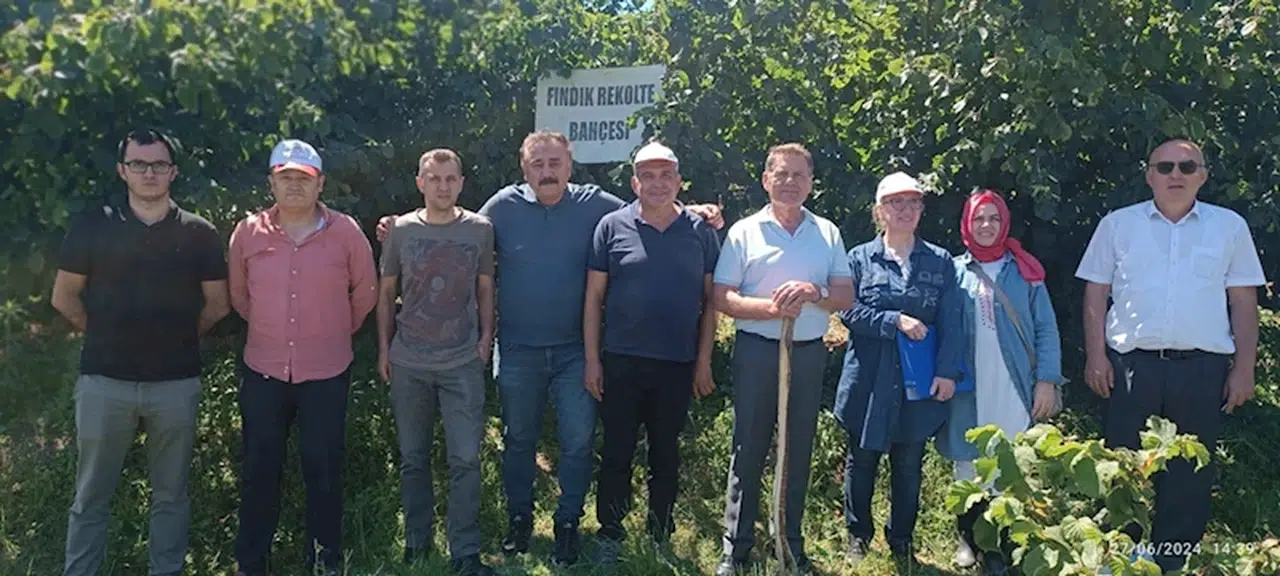 19 Mayıs ilçesinde fındık rekolte tespit çalışmaları başladı