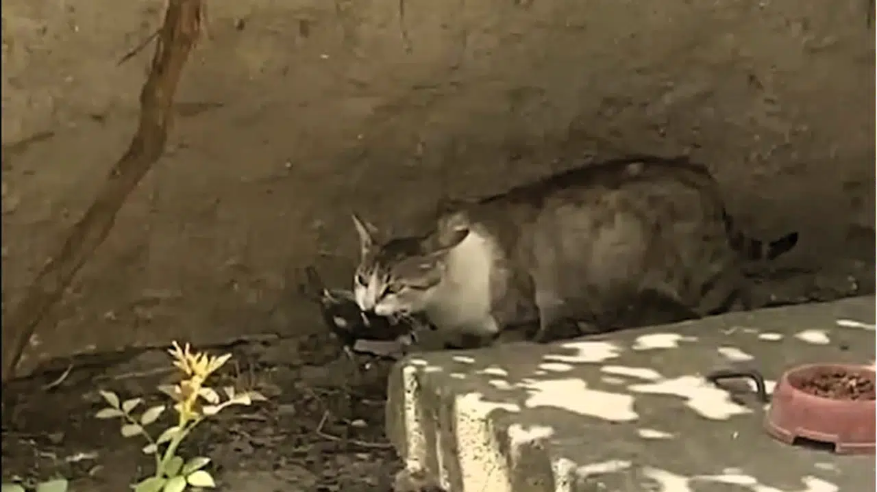 Amasya'da kedinin ağzındaki ebabil kuşu kurtarıldı