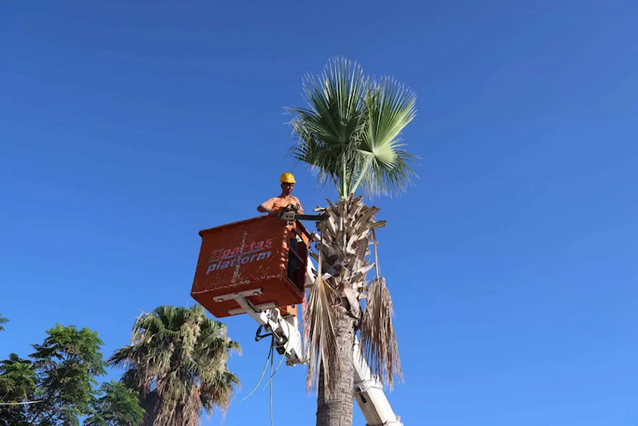 Marmaris'te palmiyelerin bakım zamanı
