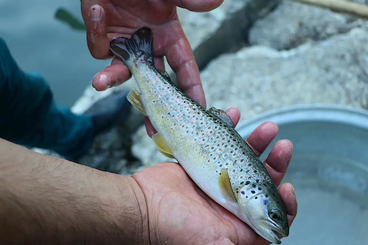 Bayburt'ta kaynak sularda yetiştirilen alabalık türleri lezzetiyle öne çıkıyor