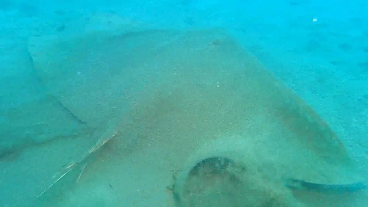 Vatoz ve köpekbalıklarının nesli korunacak