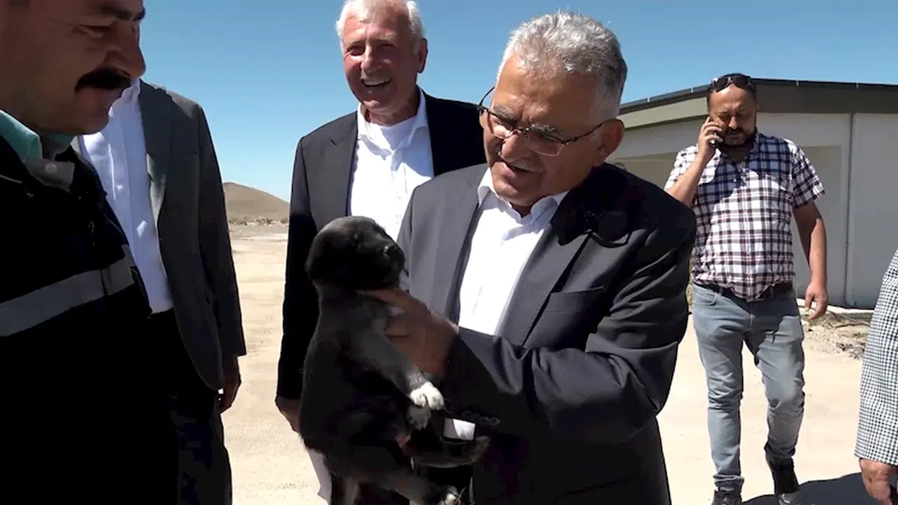 Kayseri'de 5 yılda 7 bin 626 sokak hayvanı sahiplendirildi