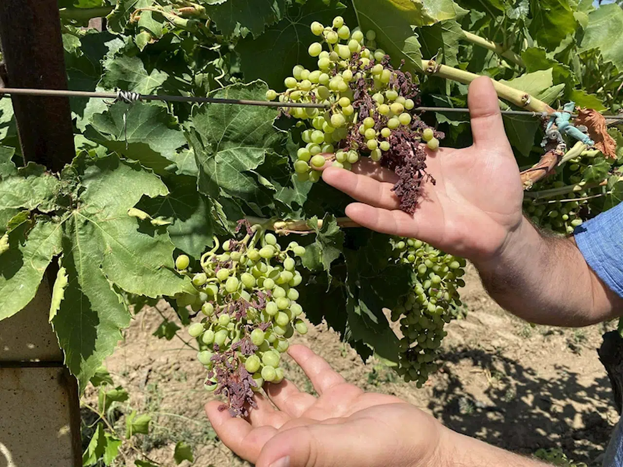 Sıcak hava dalgası üzümü vurdu