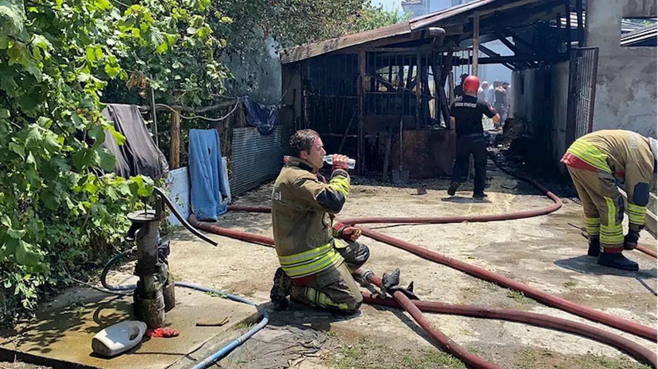 Düzce'de alevlerin arasından kurtarılan büyükbaş hayvanları suyla serinlettiler
