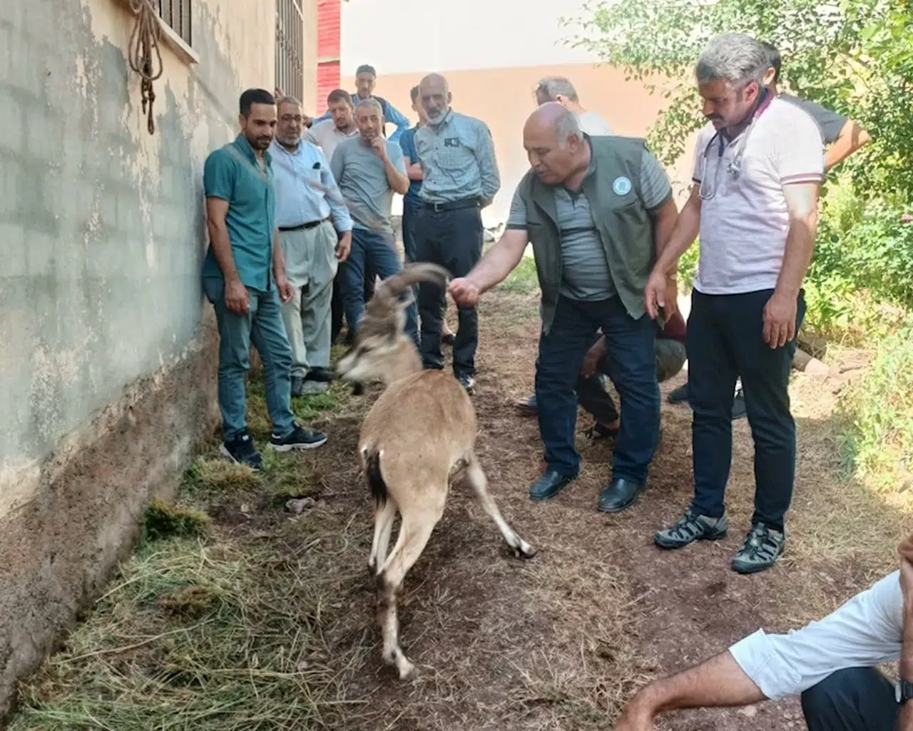 Elazığ’da bitkin halde bulunan dağ keçisi, tedavisinin ardından doğal ortamına salındı