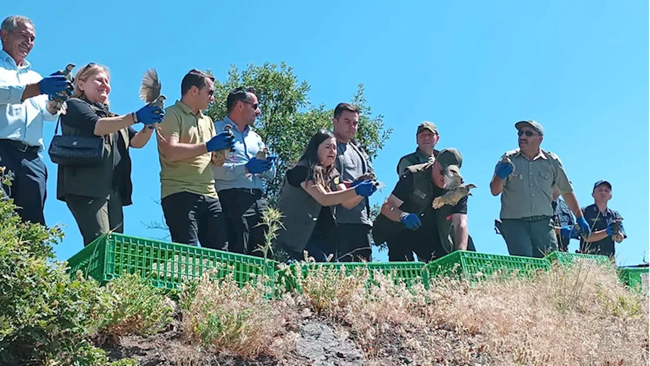 Amasya'da 600 kınalı keklik doğaya bırakıldı
