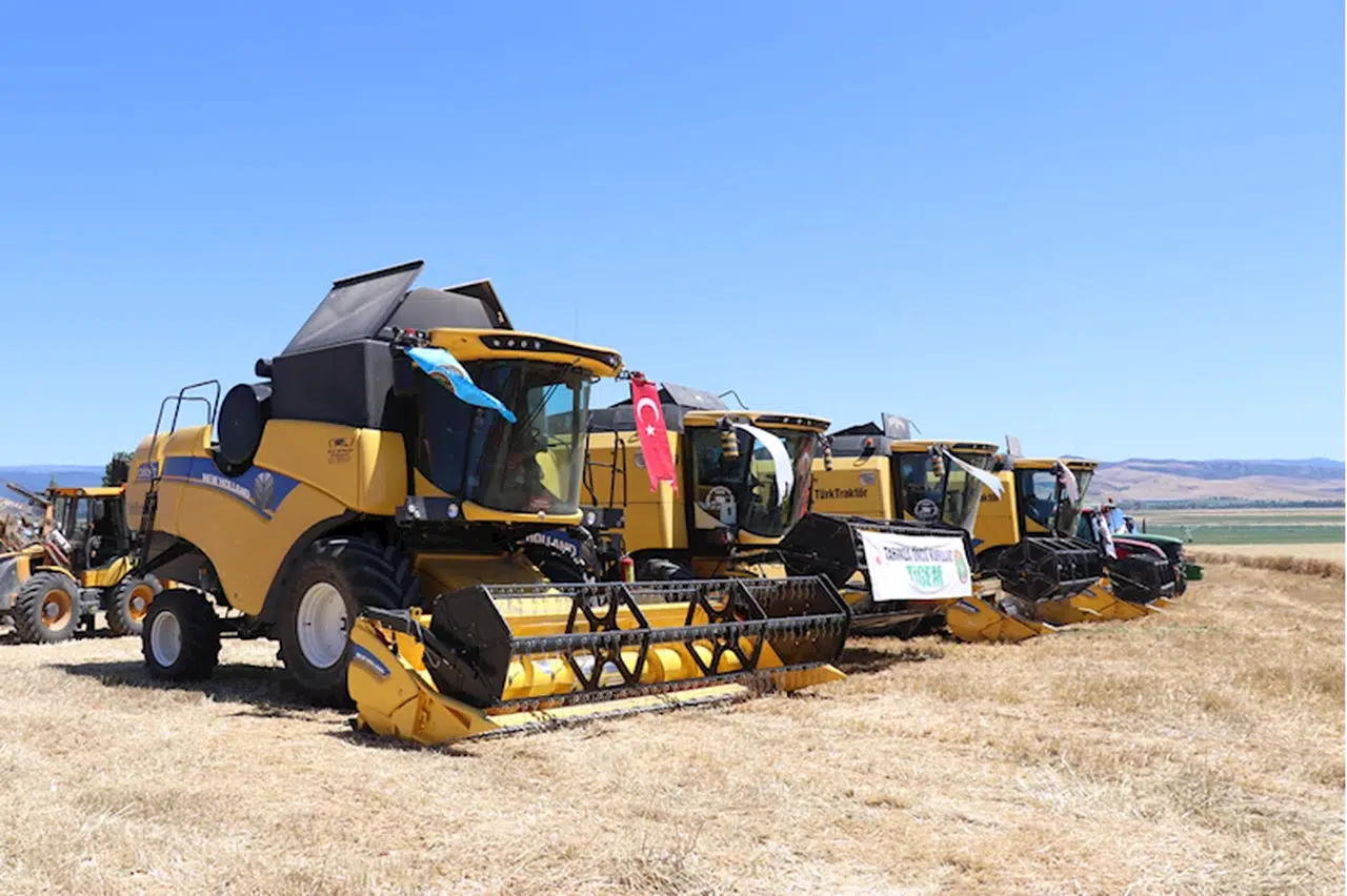 Amasya'da hububat hasadına başlandı