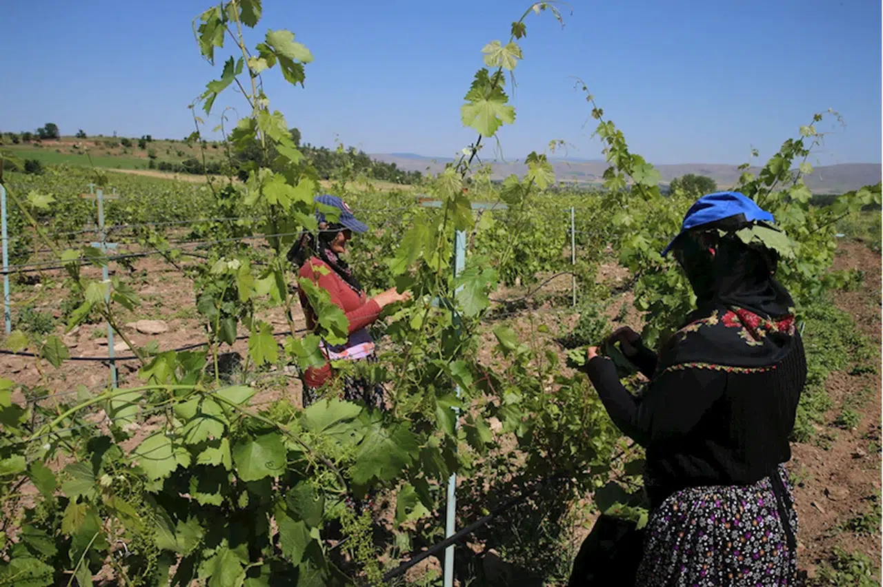 Tokat bağ yaprağının ihracı için biyoteknik mücadeleye ağırlık verildi