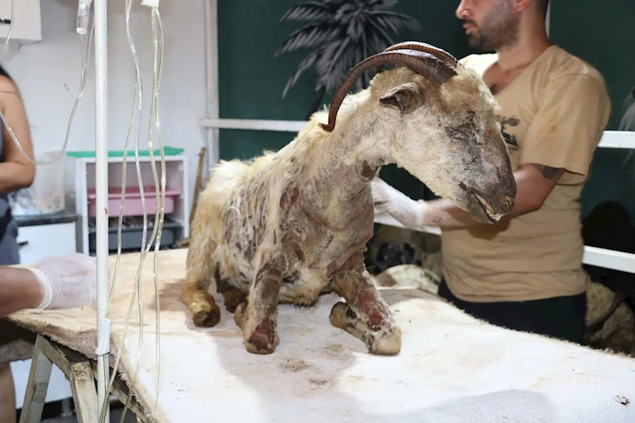 Mardin-Diyarbakır sınırındaki yangında yaralanan 26 hayvan 'Kurtarılmış Hayvan Çiftliği'nde