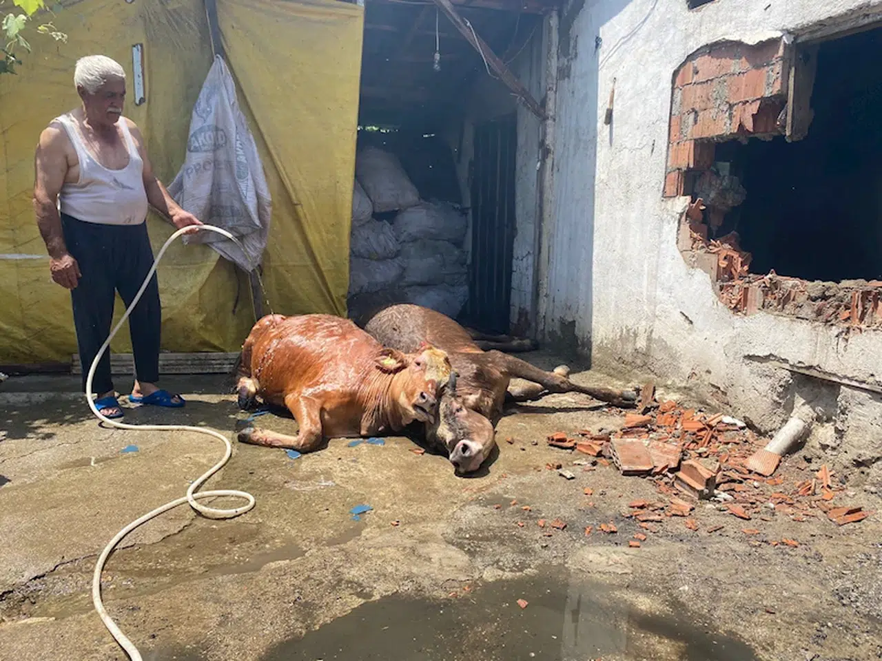 Yanan ahırda 3 büyükbaş öldü