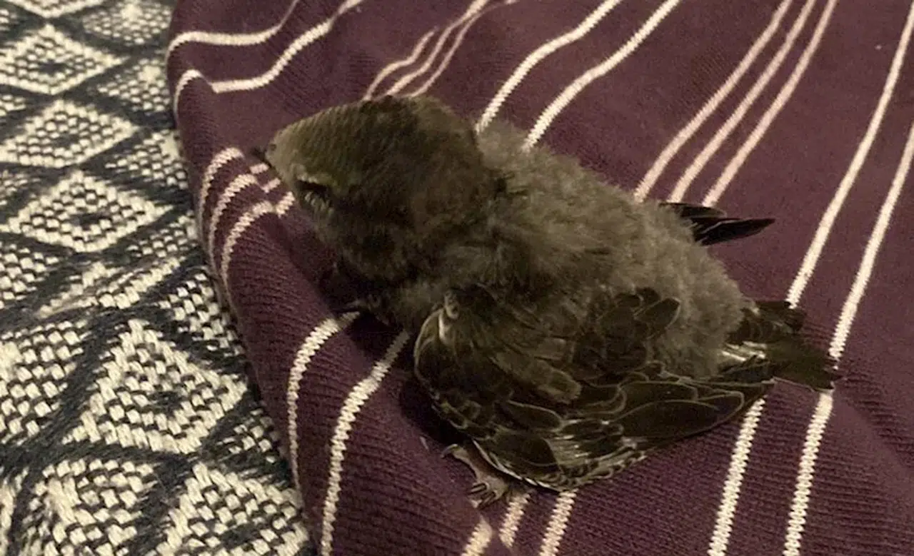 Karabük'te bitkin halde bulunan ebabil yavrusu korumaya alındı