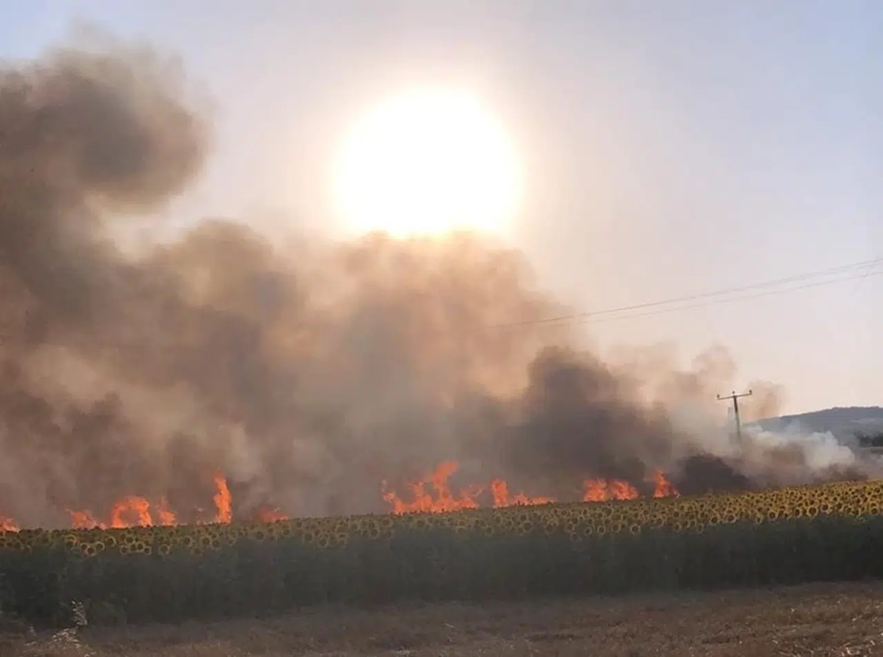 Buğday tarlasındaki yangın 1 saatte kontrol altına alındı; 60 dönüm ekili alan yandı 