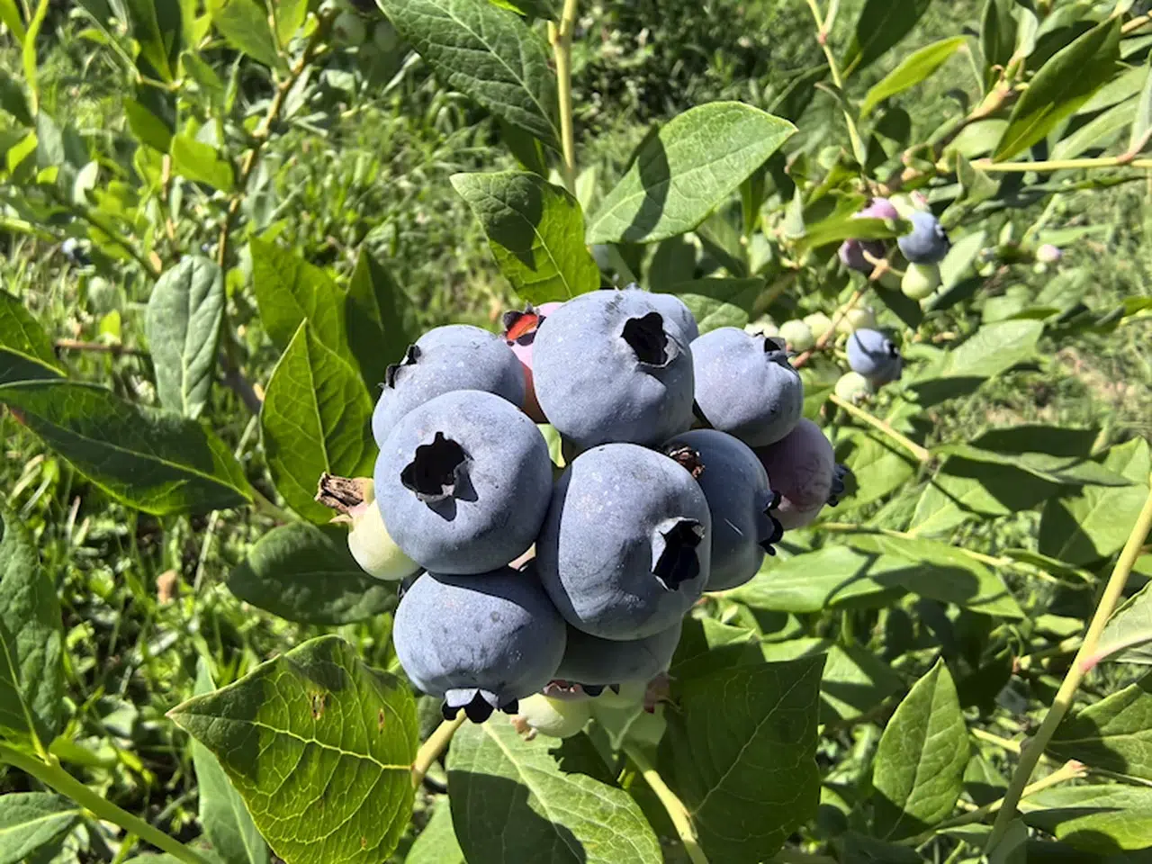 İnegöl'de yaban mersini hasadı başladı