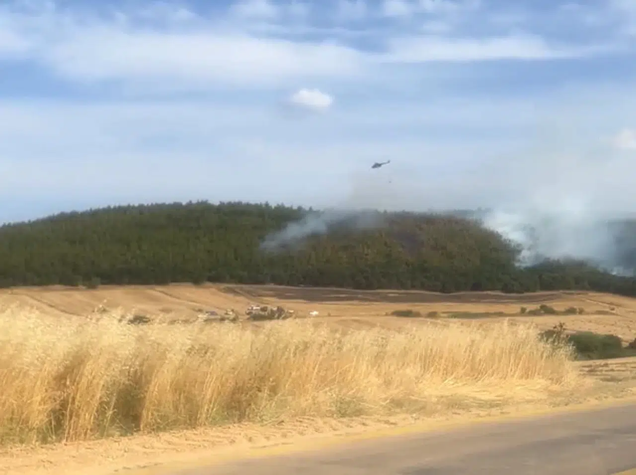 Edirne Keşan'da orman yangını (2)