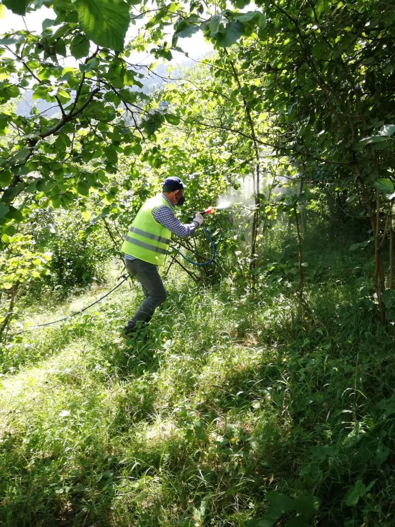 Fındık Üretiminde Tehlike Altındaki A. Chinensis'e Karşı Trabzon'da Büyük Çaba