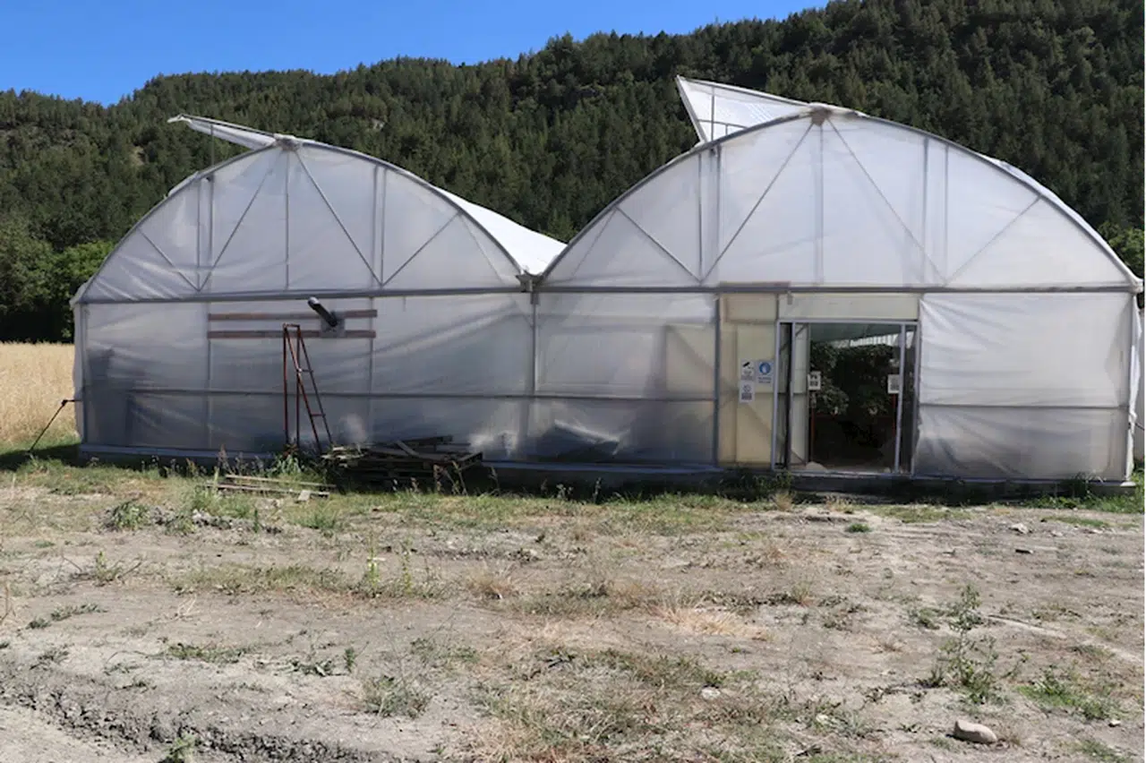 Gaziantep'ten Karabük'e yerleşen depremzede çiftçi, topraksız tarımla çilek üretiyor