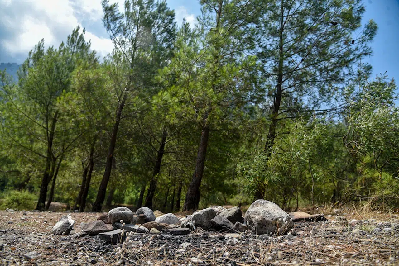 Orman yasakları sonrası 'mangal' duyarsızlığı