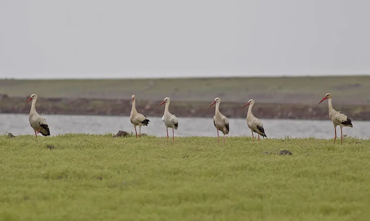 Sıcaklar leylek popülasyonunu olumsuz etkiledi