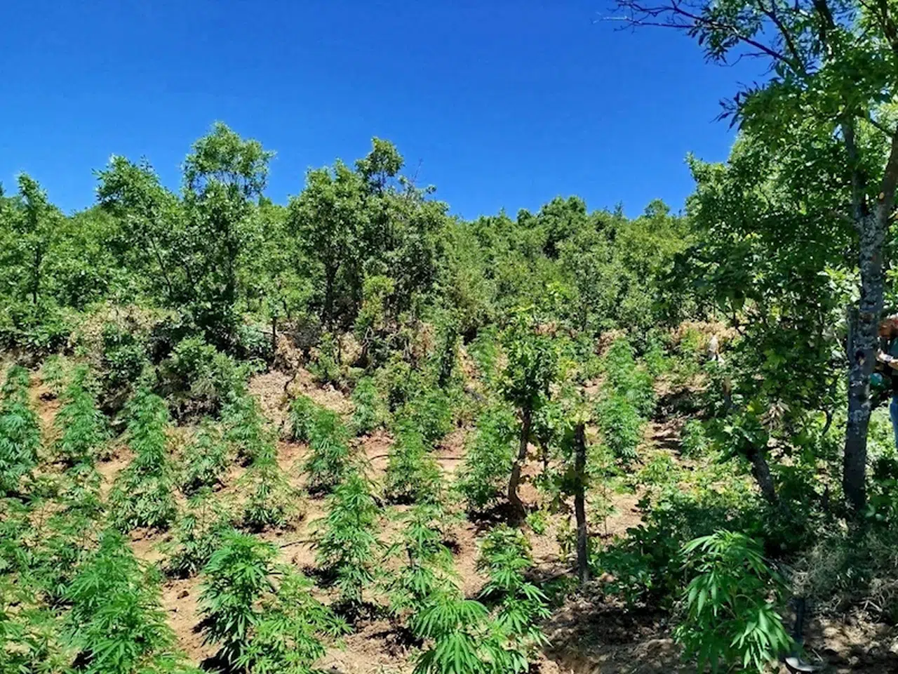 Bingöl'de 2 bin 860 kök kenevir ele geçirildi