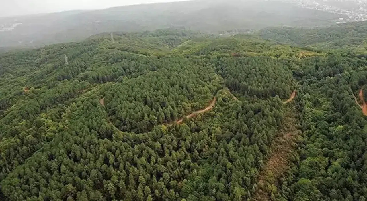 Valilik açıkladı! Erzurum'da ormanlık alanlara girişler 15 Ekim'e kadar yasaklandı