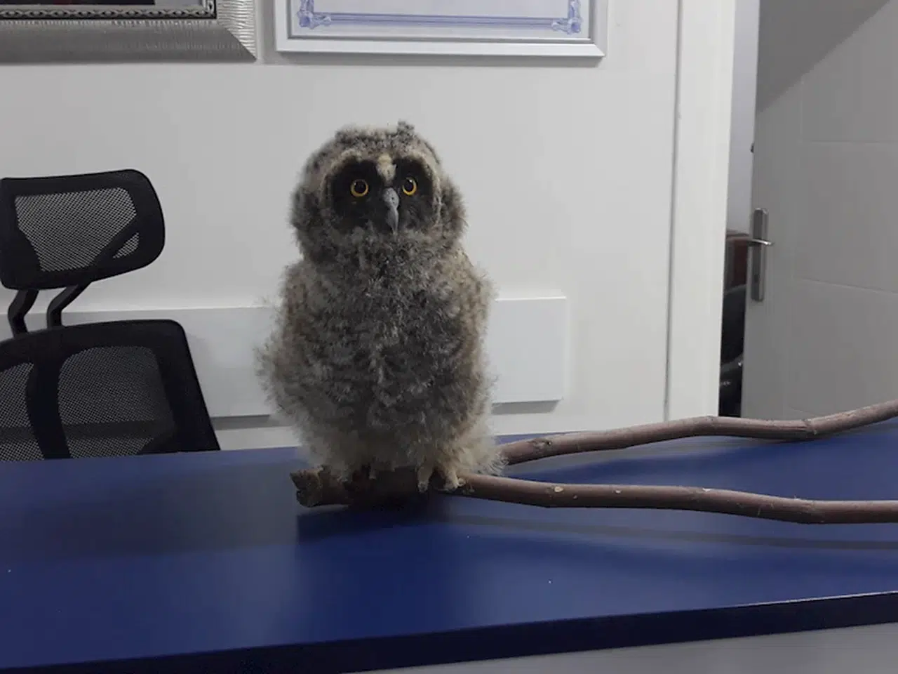 Amasya'da yaralı bulunan puhu yavrusu tedavisinin ardından doğaya bırakılacak