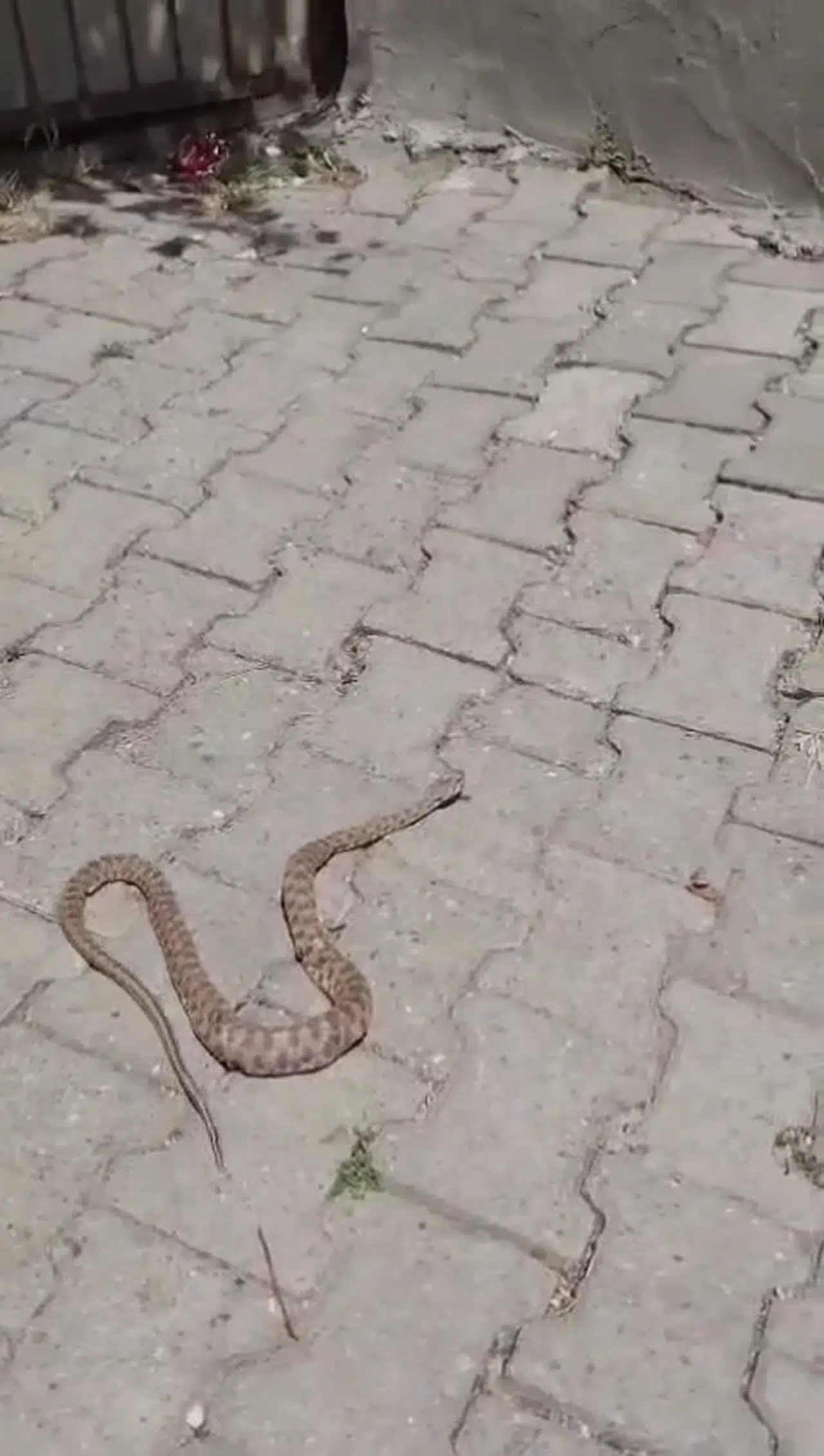 Siirt’te sokakta 1,5 metrelik yılan kamerada 