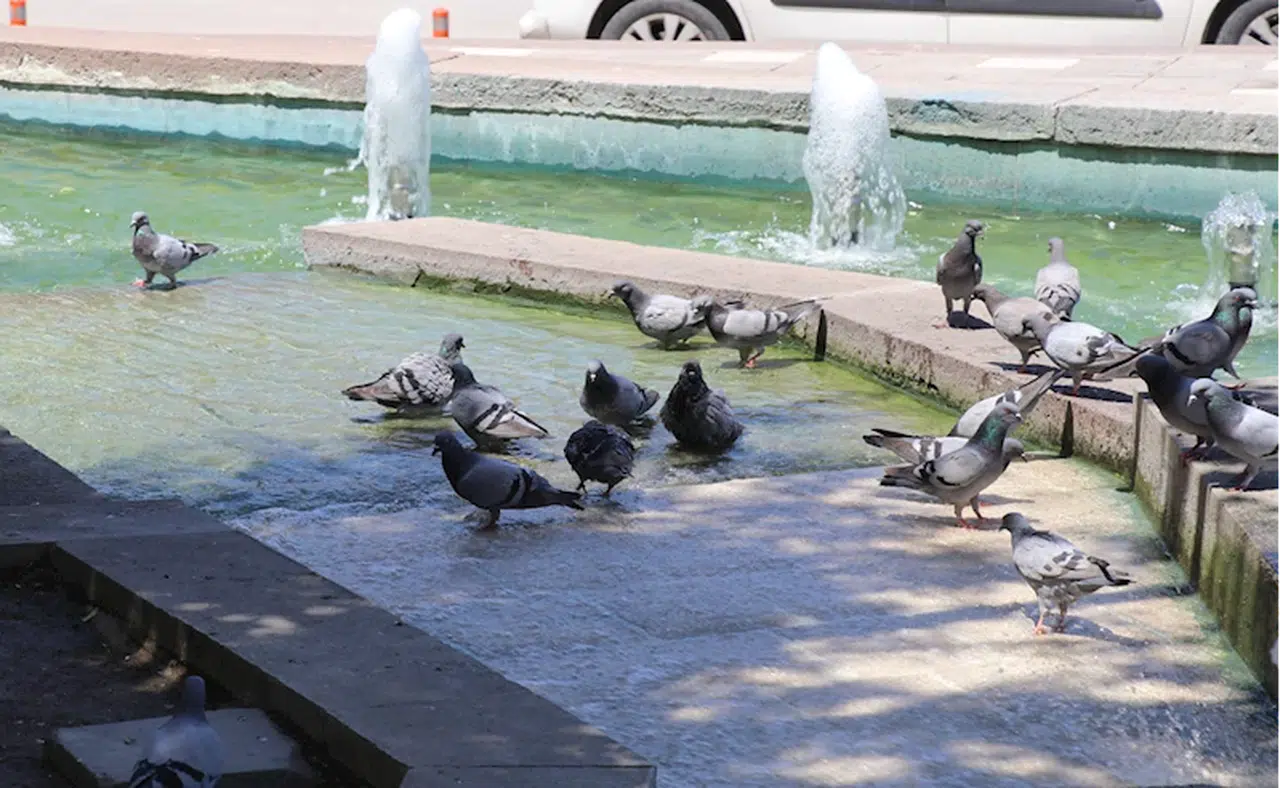 Amasya'da sıcaktan bunalan güvercinler süs havuzunda serinledi