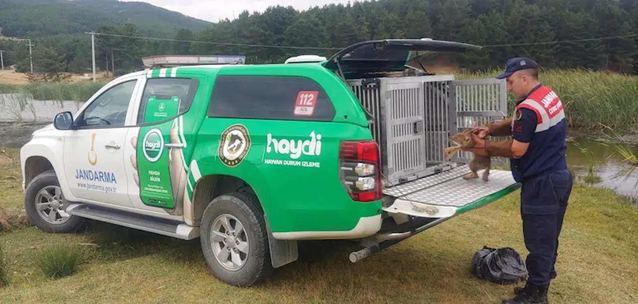 Yaralı yavru tilki korumaya alındı 