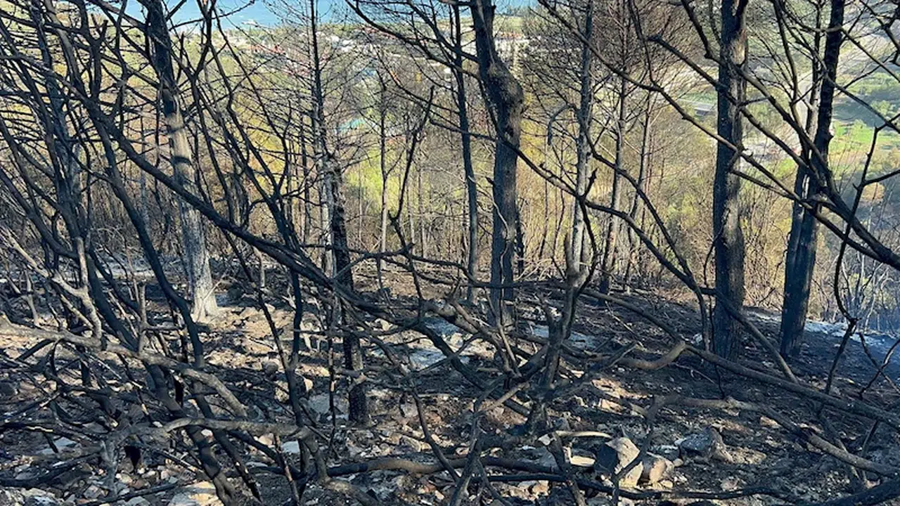 İzmir'deki yangında yanan alanlar, havadan görüntülendi