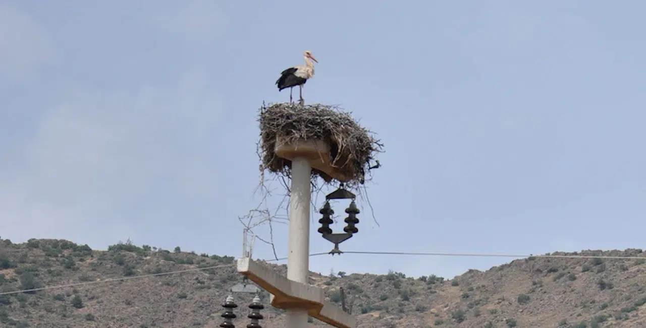 Leylekler 20 yıldır aynı direkte yuva yapıyor