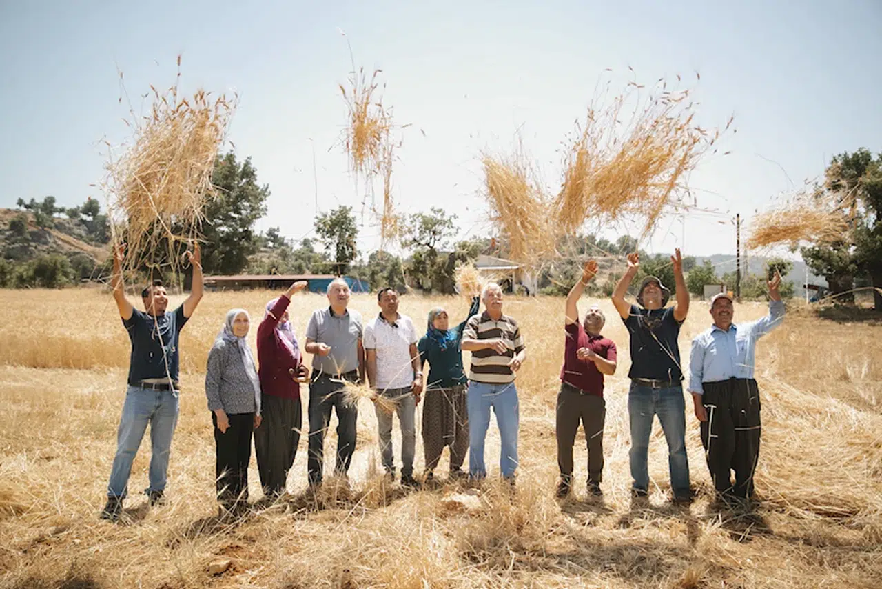Mersin’de ata tohumlarının hasadı başladı