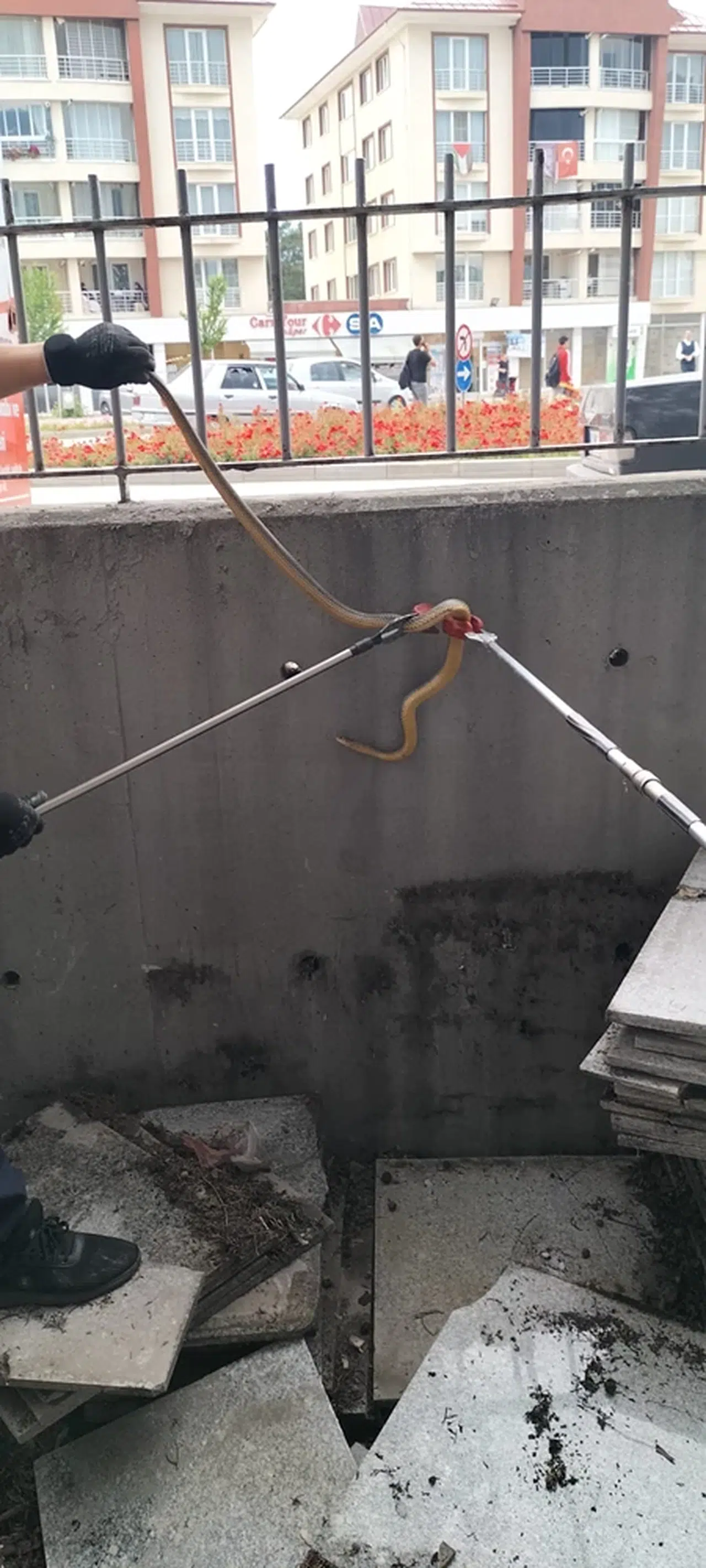 Bolu'da hastane bahçesindeki yılan, itfaiye ekiplerince yakalandı