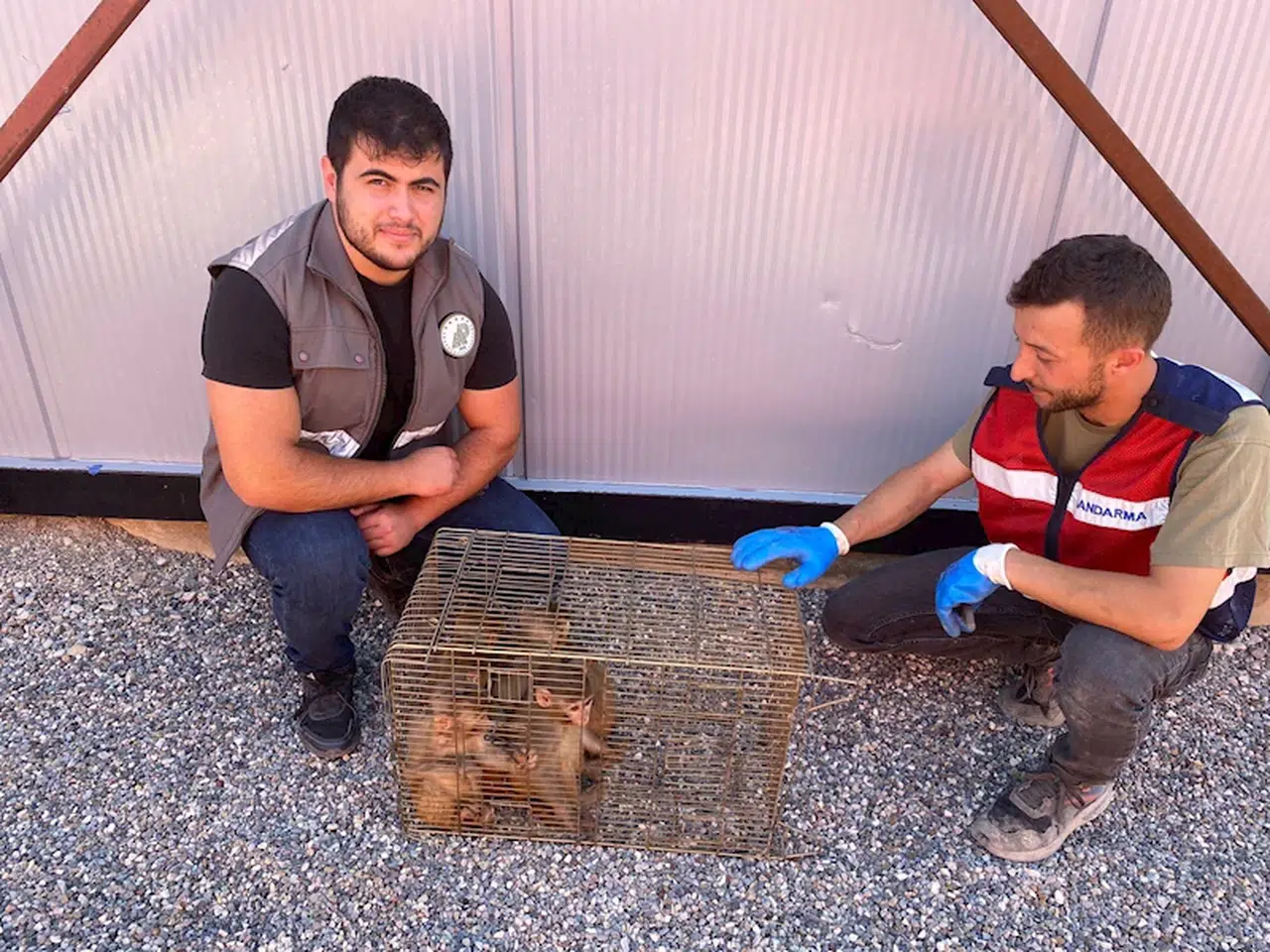 Şırnak’ta 6 Hint şebeği ele geçirildi