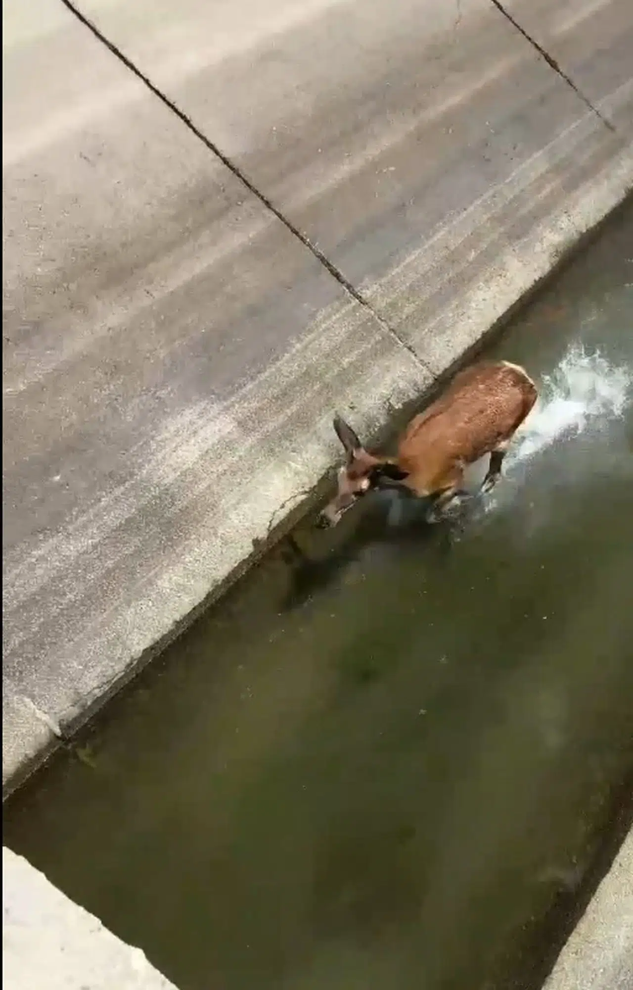 Su kanalında mahsur kalan geyiği ekipler kurtardı