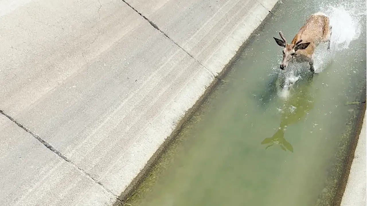 Bolu'da su kanalına düşen geyik kurtarıldı