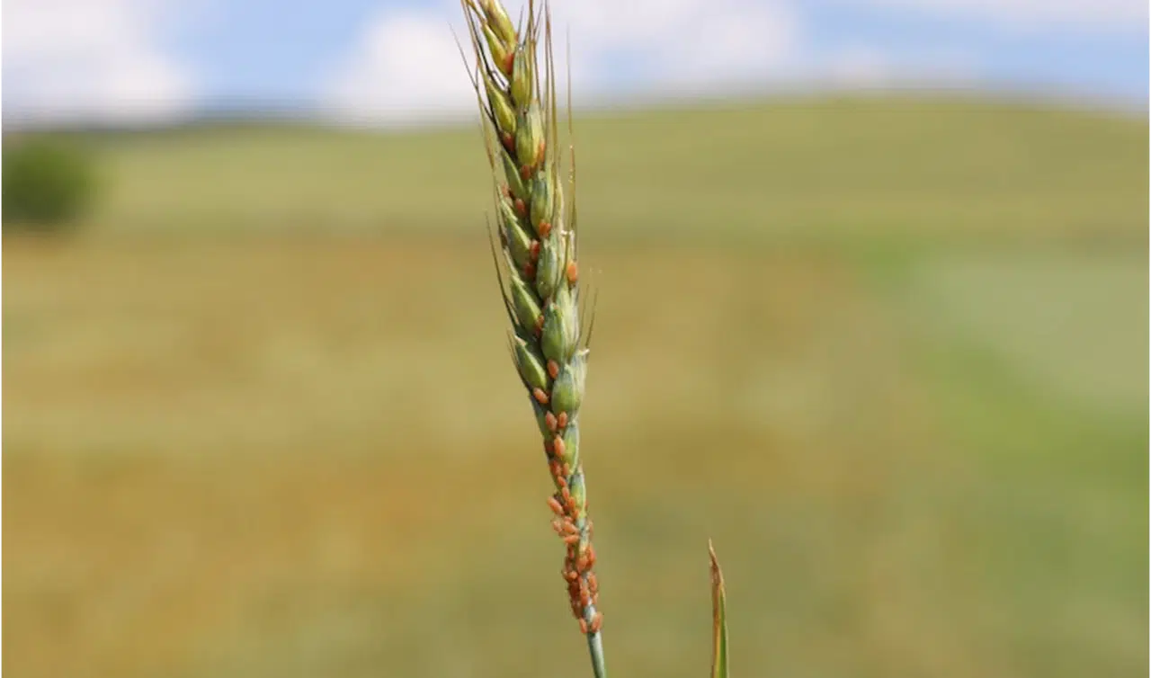 Boğazkale'de çiftçilere buğdayda bit zararlısıyla mücadele uyarısı