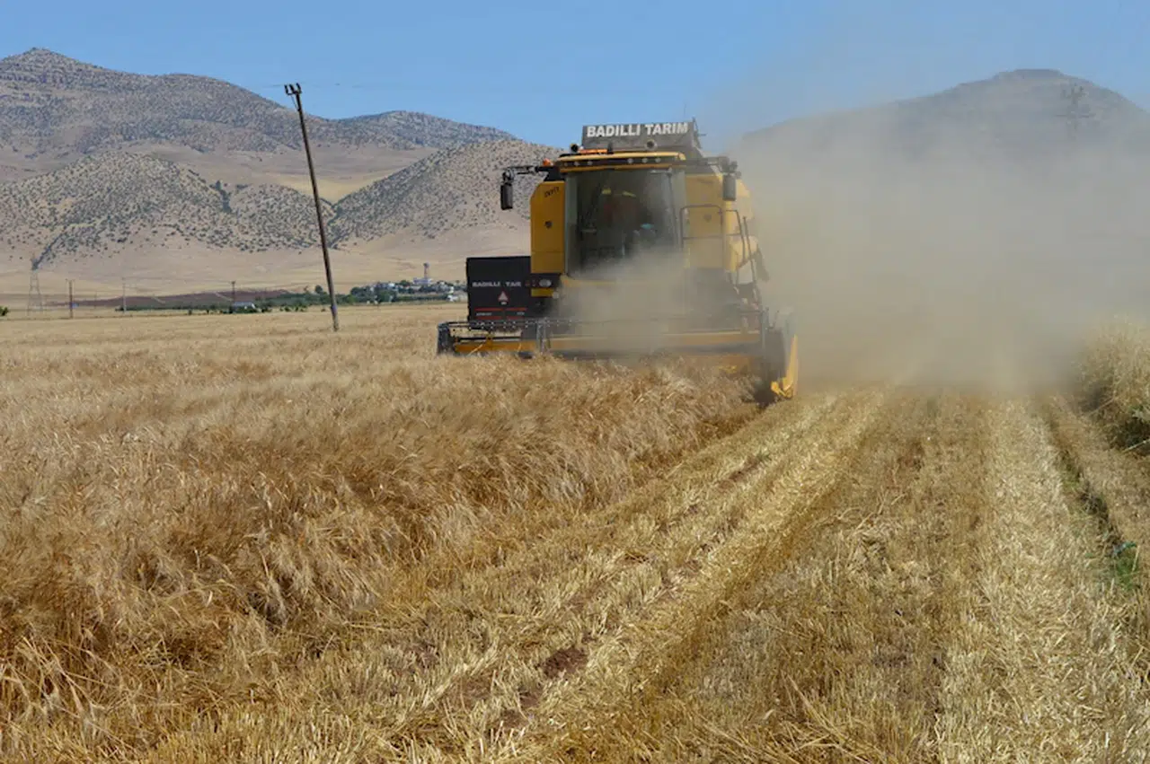 Mardin Ovası'nda hasat zamanı