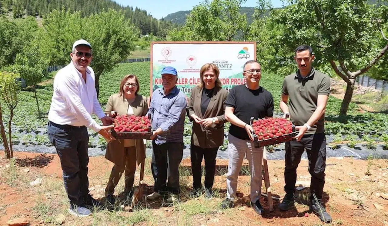 Gaziantep Valisi, çilek hasadına katıldı
