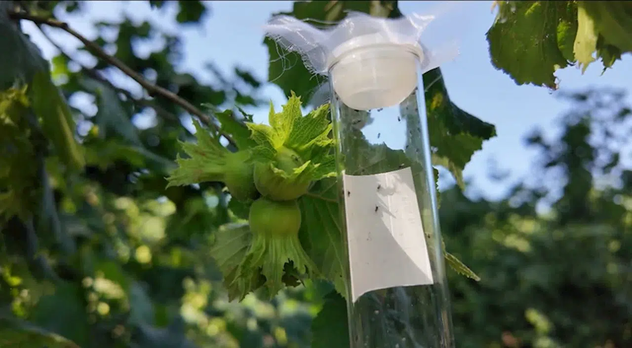 Düzce'de kahverengi kokarcayla mücadele için doğaya 8 bin samuray arısı salındı