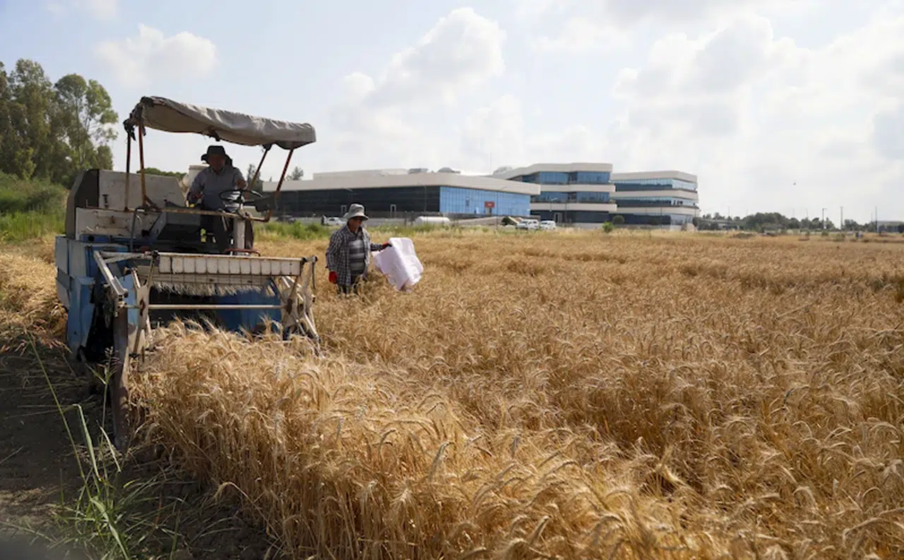 Antalya'dan Orta Doğu pazarına tescilli buğday ihracatı