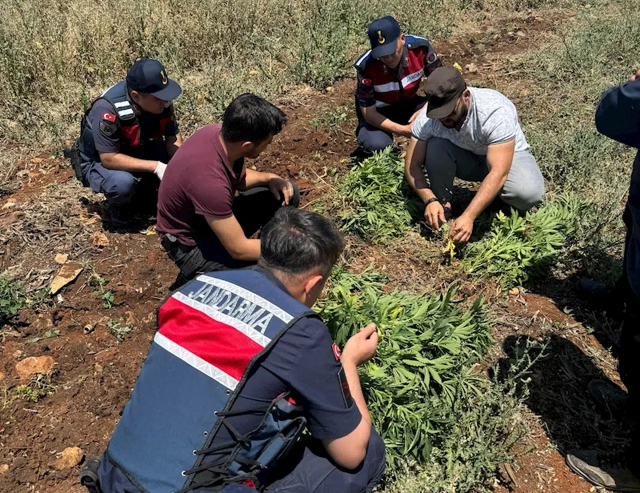 Gaziantep'te, 214 kök kenevire 2 gözaltı